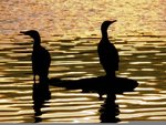 Cormorant silhouette