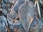 Winter Frosted Leaves