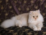 Fluffy Persian