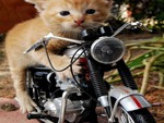 Triumph Kitty