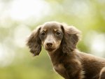 Dachshund Puppy