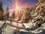 sunny winter