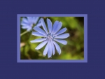 Chicory Blossom