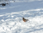 A Robin in the Snow
