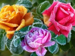 Colorful roses