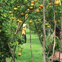 Quyt Hong Lai Vung Garden