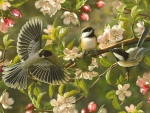 Chickadees