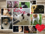 Collage of cute cats
