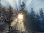 Sun Rays Piercing Through Evergreen Forest