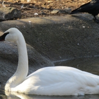 Whits Swan