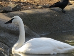 Whits Swan