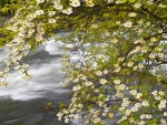 River in spring