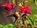 Hummingbird
