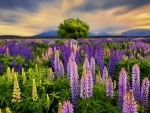 Lupin meadow