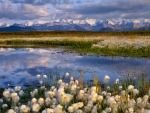 cotton plants near the river