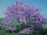 tree in spring