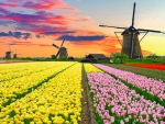 Dutch windmill over tulips field