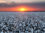 cotton field at sunset