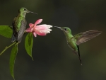 Hummingbird