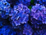 Bluish Violet Cluster