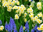 Cheerful Yellow & Violet Blue