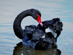 black Swan