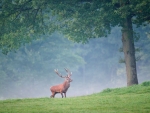 woodland deer