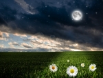 daisies in the moonlight