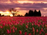 Tulips at the sunset