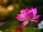 Lotus flower