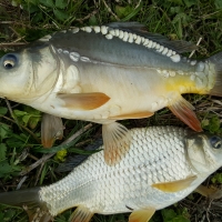 Fishing carp