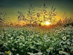 field di daisies