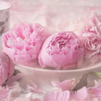 pink peonies