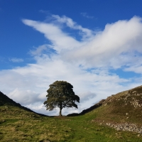 Sycamore Gap Tree