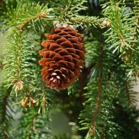 Fir Cone