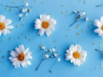 Tiny Daisies