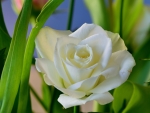 White Rose