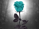 Eternal Blue Rose