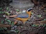 African Hoogland Robin