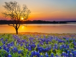Spring sunset over lake in Texas