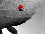 ladybug