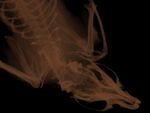 Real Rat X-Ray