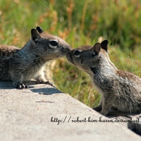 kissing squirrels