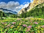 flowers in mountains