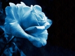 Blue Rose