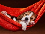 Beagle puppy sleeping