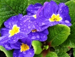 primrose