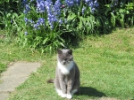 Cat & The Bluebells