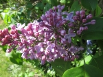 Spring Lilacs