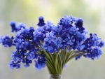 Blue flowers